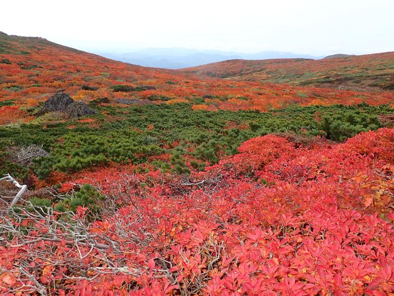 栗駒山のおすすめコース画像