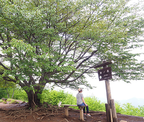 棒ノ折山のおすすめコース画像