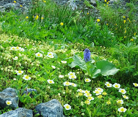 白馬岳のおすすめコース画像