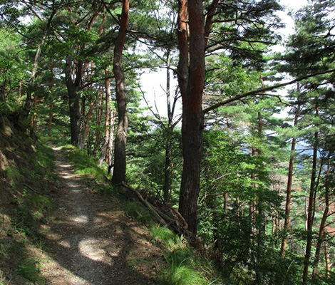 光城山のおすすめコース画像