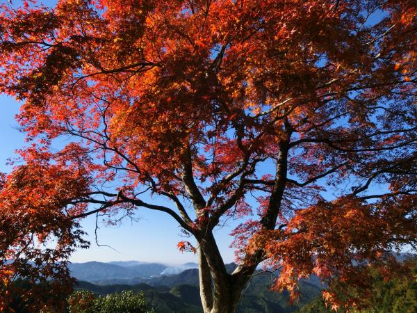 鳳来寺山のおすすめコース画像