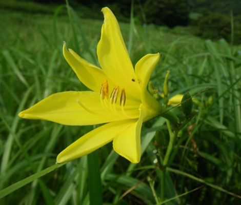 伊吹山のおすすめコース画像