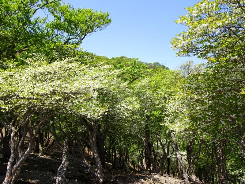竜ヶ岳(鈴鹿)のおすすめコース画像