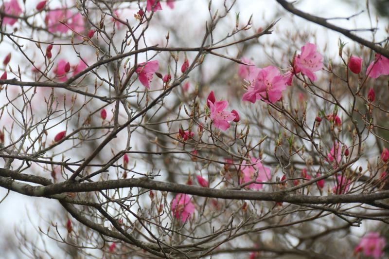 大台ケ原のおすすめコース画像