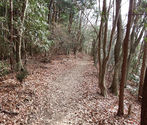 岩湧山のおすすめコース画像