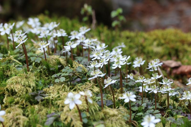 次郎笈のおすすめコース画像