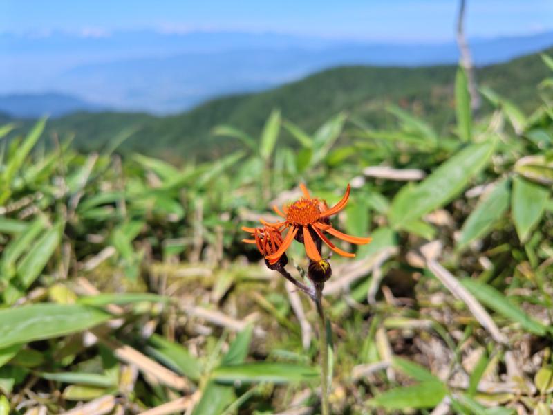 大菩薩嶺のおすすめコース画像