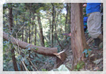 高尾の森づくりの会写真3