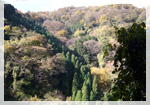 高尾の森づくりの会写真4