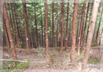 高尾の森づくりの会写真2