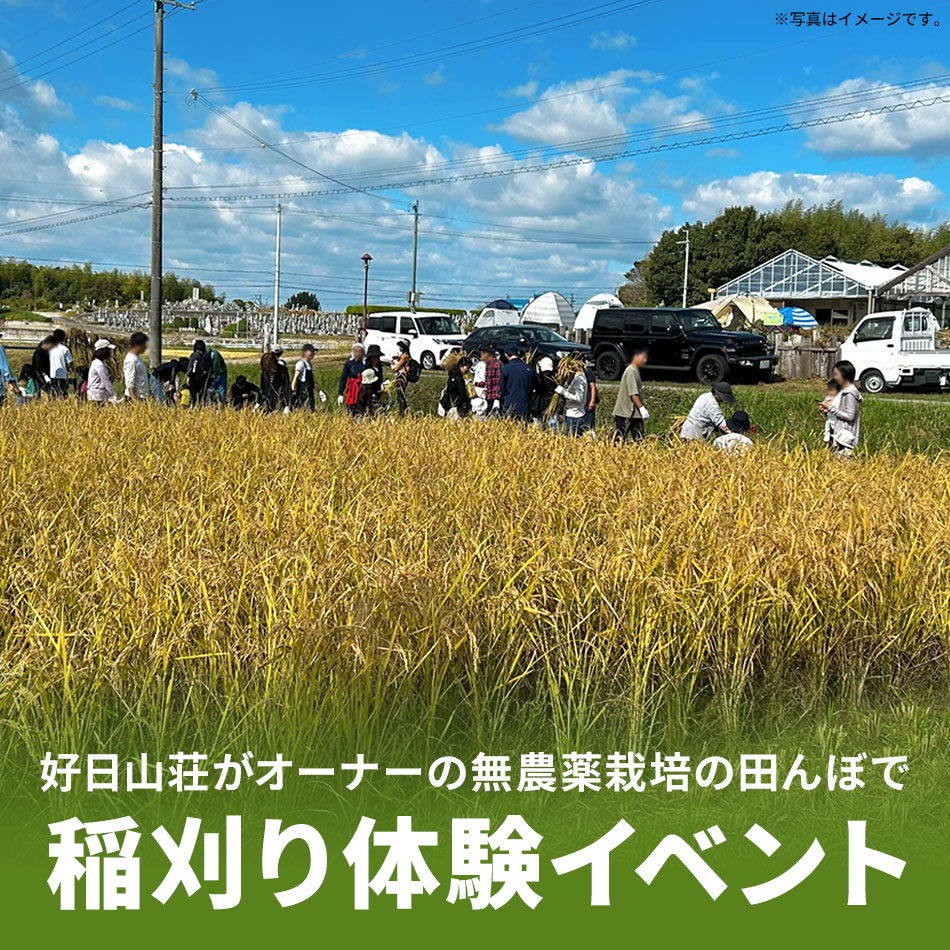 好日山荘がオーナーの田んぼで稲刈り体験イベント