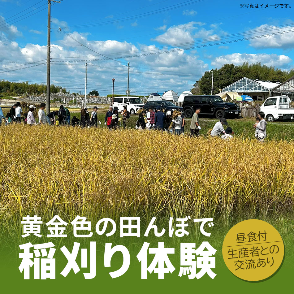 好日山荘がオーナーの田んぼで稲刈り体験イベント