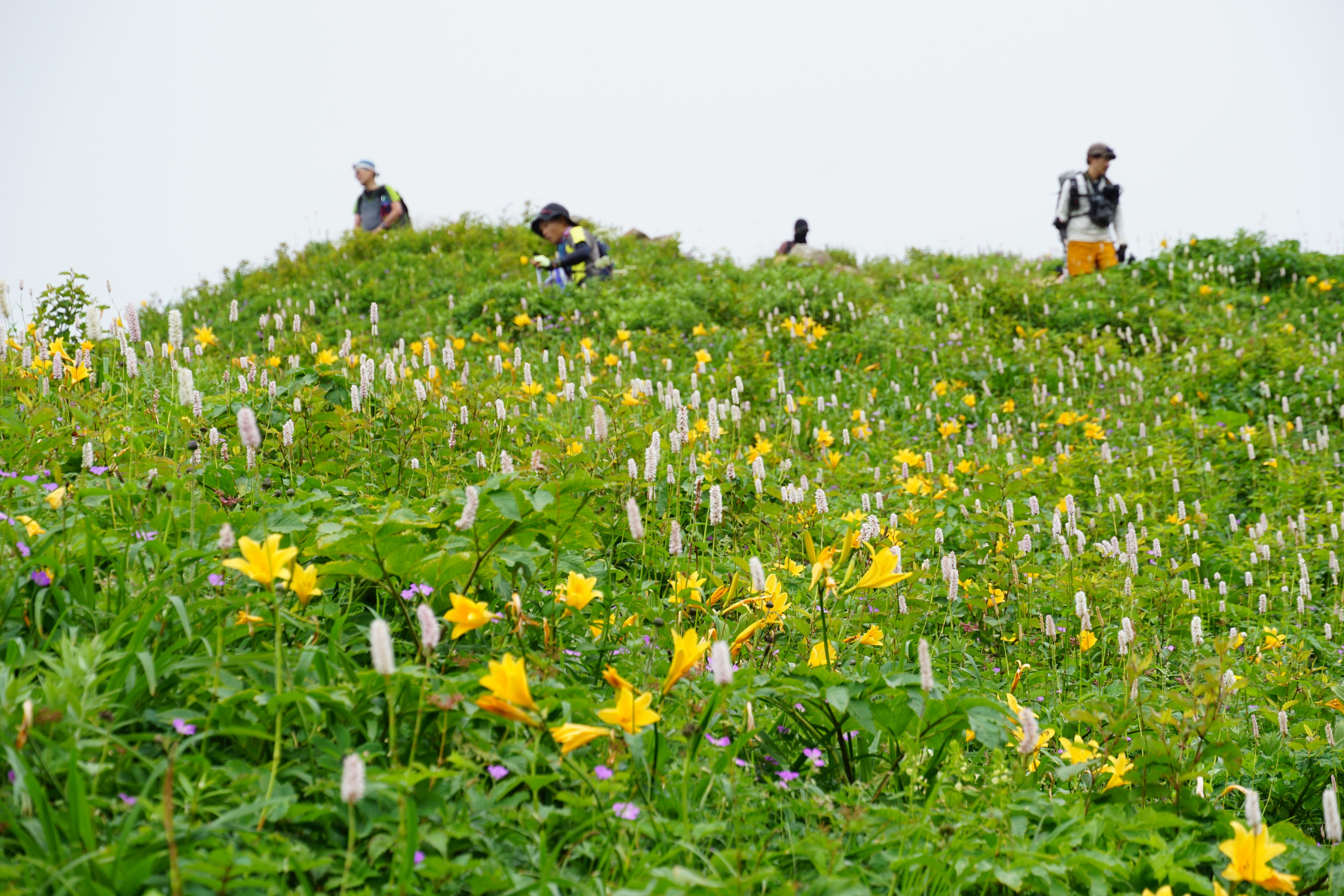 植物・動物 イメージ