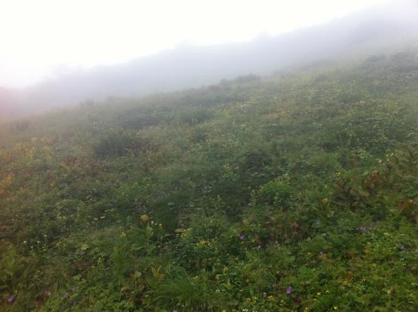 山頂直下お花畑