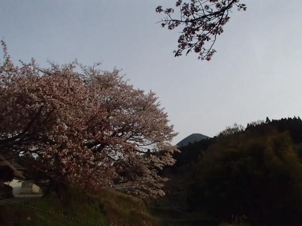 そろそろ見納めの「三多気の桜」。その後ろに控えるのが大洞山です。