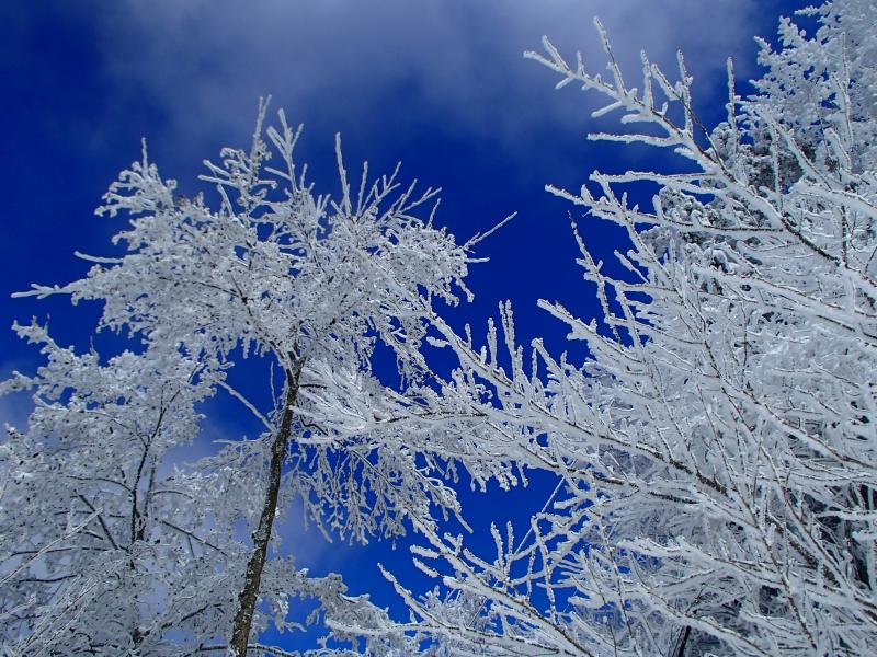 蒼い空と純白の樹氷！この景色をお手軽に見ることができるのが、この山の魅力でもあり、人気の秘密！