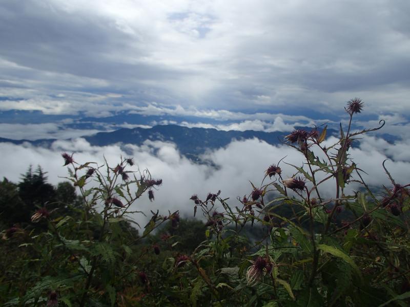 アザミの向こうに雲海と山塊。ずっと曇っていたけどちょっとだけのプレゼントかな。