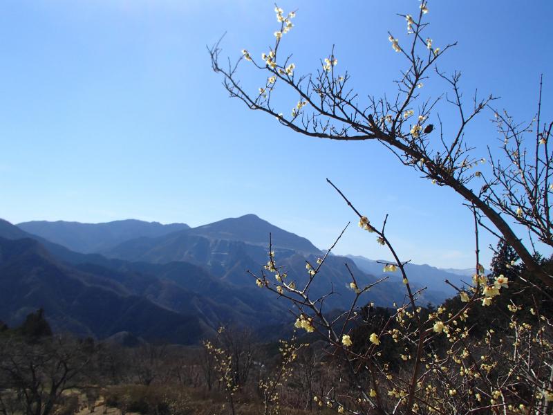 名残の蠟梅越しに武甲山を遠望。雄々しいが痛々しい「孤高の山」のイメージがあります。