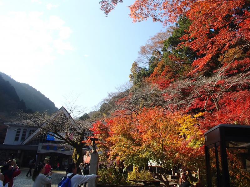 登山道の状況と紅葉の様子を伺いに高尾山へ。駅前の紅葉は見事！