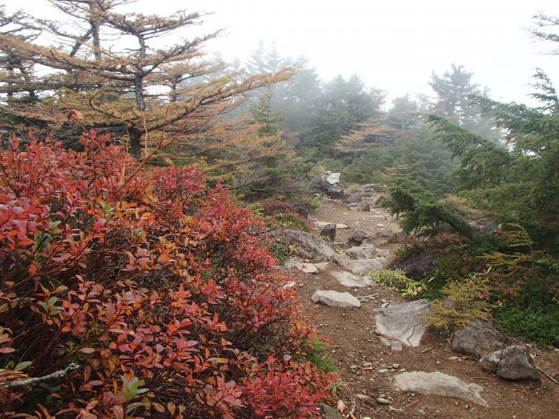 別コースで登山口へ】下ります。こっちのコースの方が紅葉した木々が多く、展望もコースの表情も変化して面白かったかな。