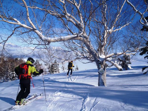 ブナの木に打ちつけられた「指導標」を頼りに白馬乗鞍スキー場を目指します。