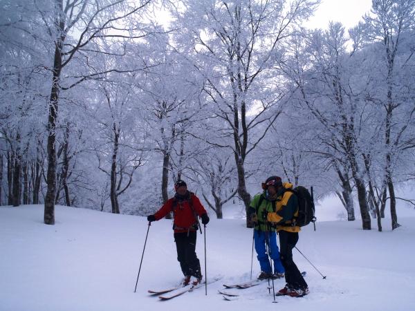 白く美しいブナ林。ちょっと冷えてきました。