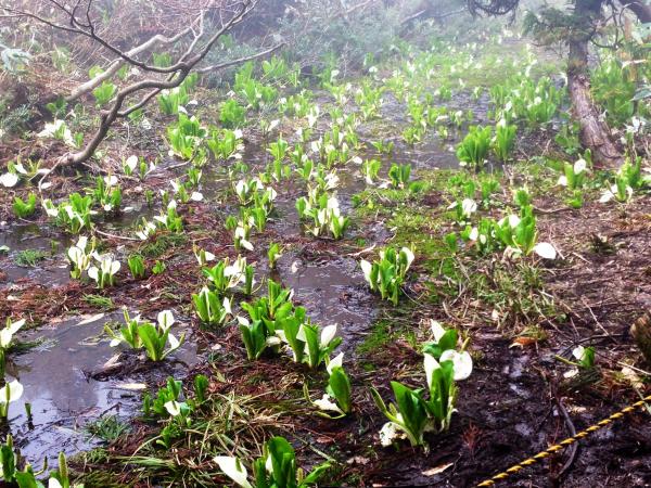 水芭蕉がいっぱい！