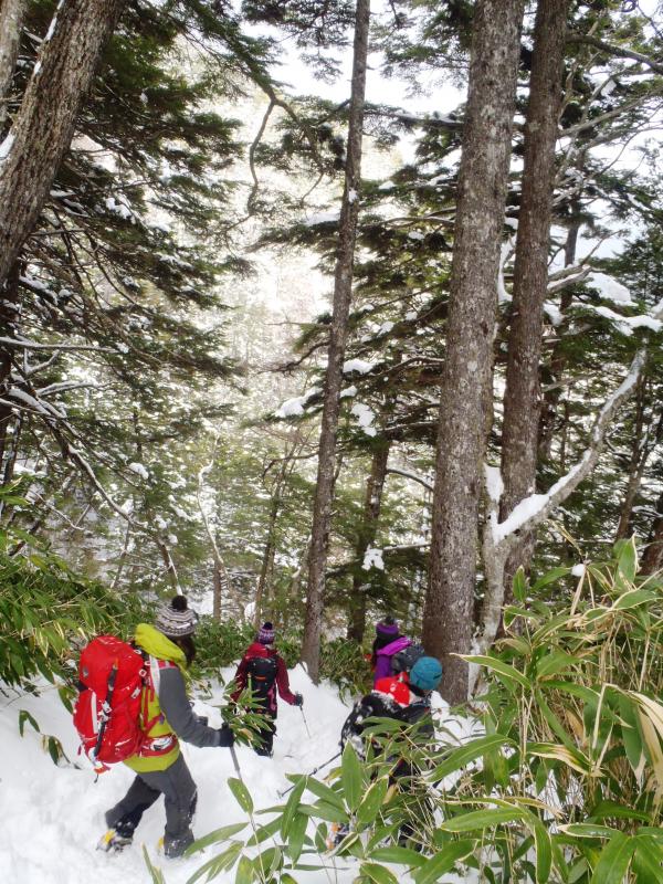 樹林帯は昨日より雪が減っていました