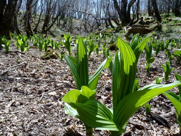 コバイケイソウの群生