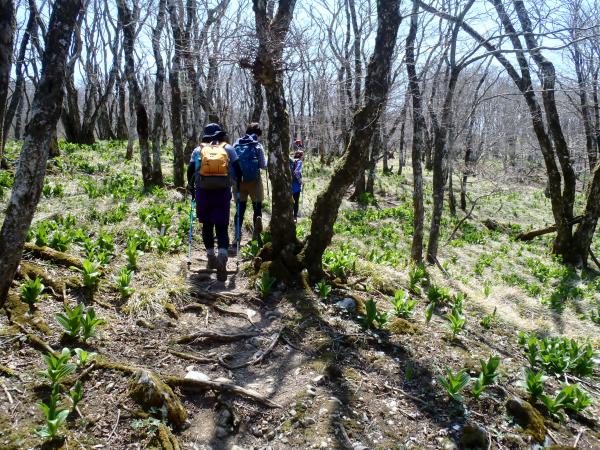 コバイケイソウの量がハンパない！