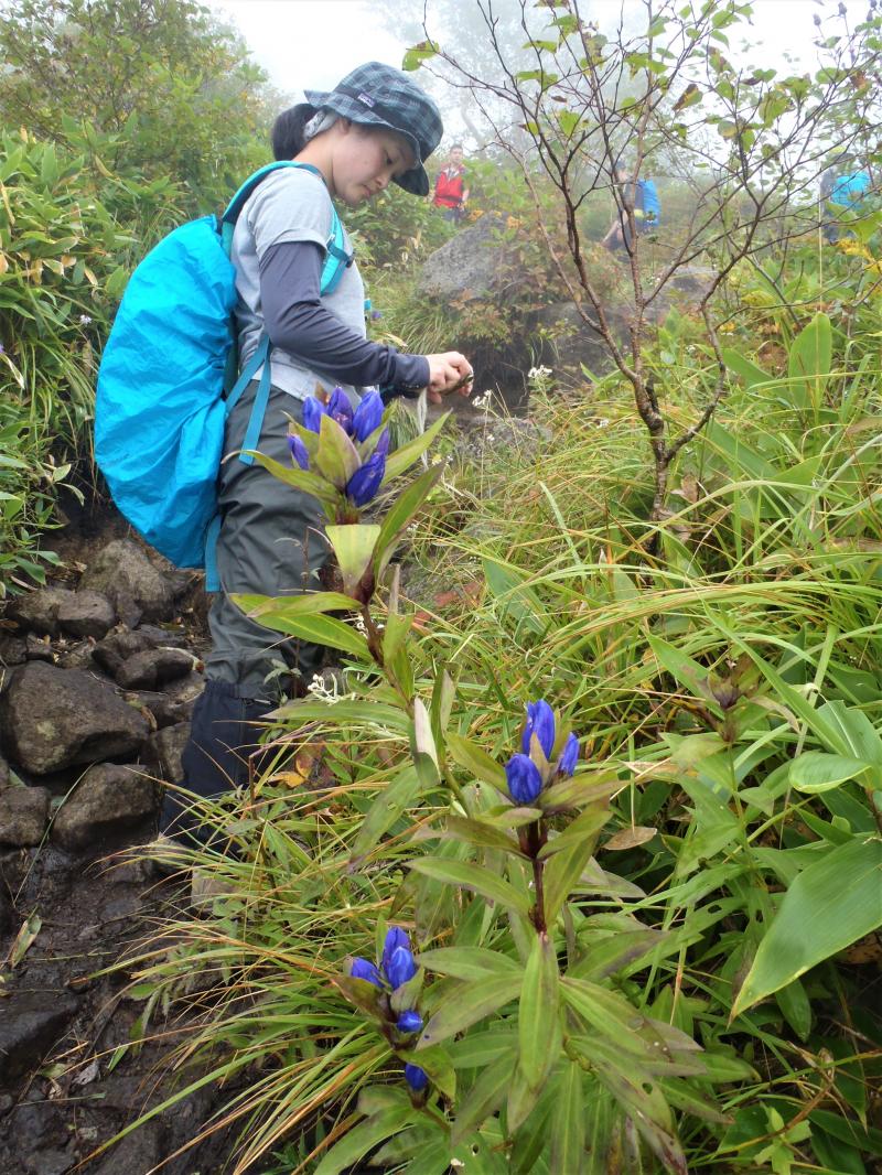 けっこう花が咲いています。
