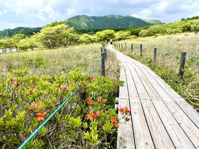 レンゲツヅジが咲き始めています。この辺りは毛虫多い･･･。