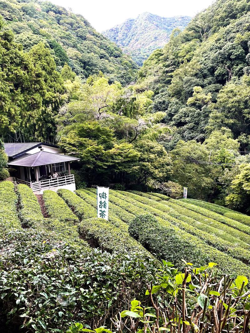 神戸唯一の茶園