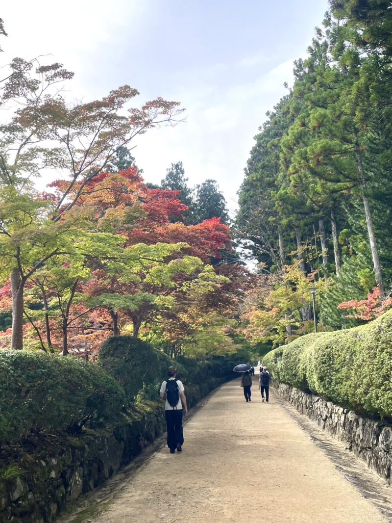 壇上伽藍と金剛峯寺を結ぶ緑豊かな散策路『蛇腹路』は紅葉が始まっています。