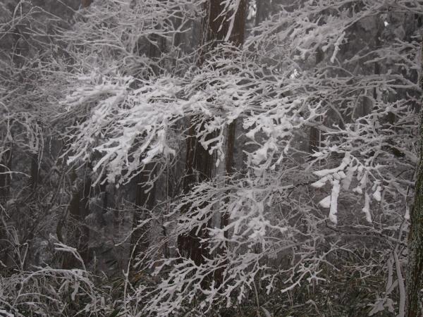 山頂広場の上部の森で見られた樹氷。