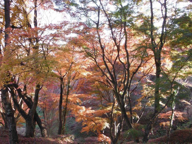 嵐山公園は紅葉が見頃じゃった
