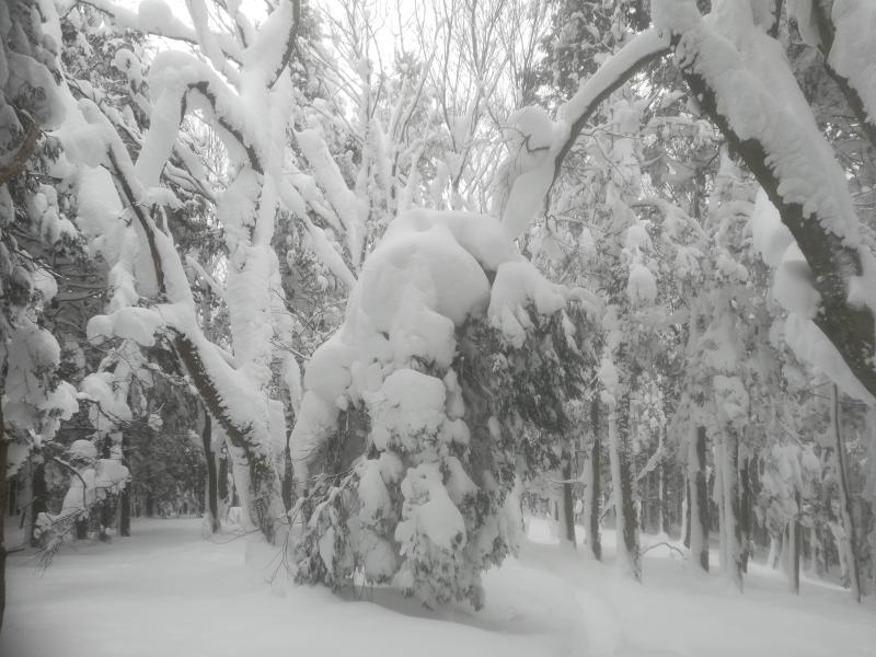 木にはぼっけー雪が