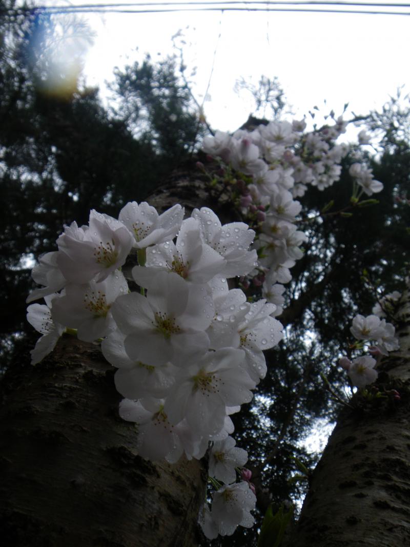 ソメイヨシノ満開でした