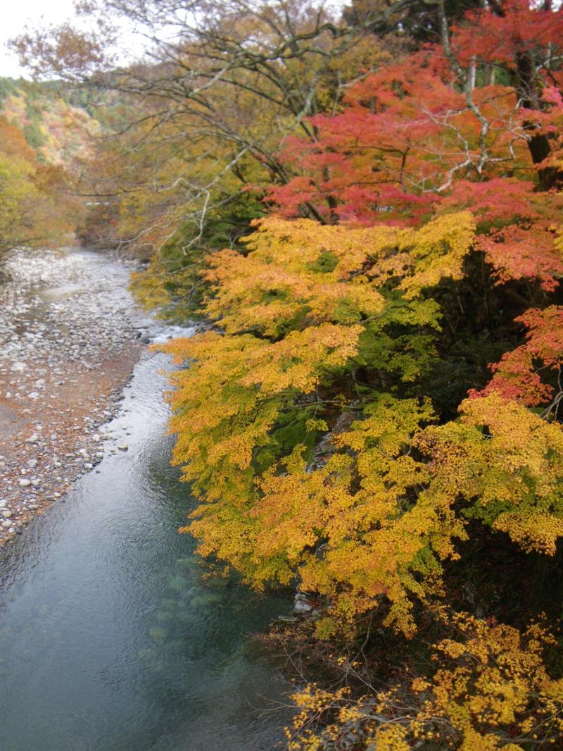 神崎川の紅葉は見頃です