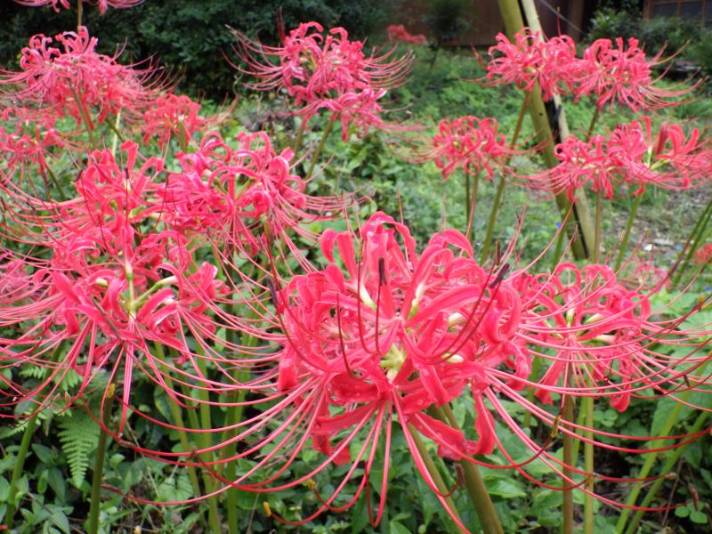 彼岸花