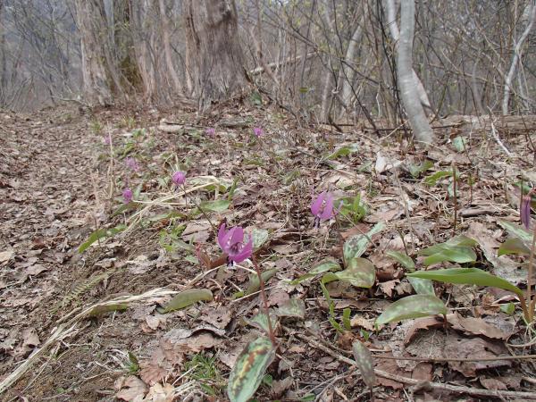 道沿いに咲くカタクリ