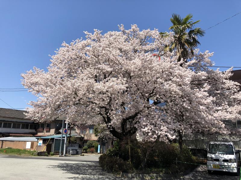 JR中央本線猿倉駅の見事な桜