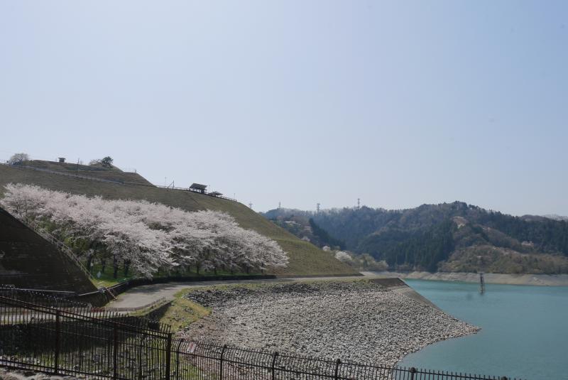 桜咲く城山湖