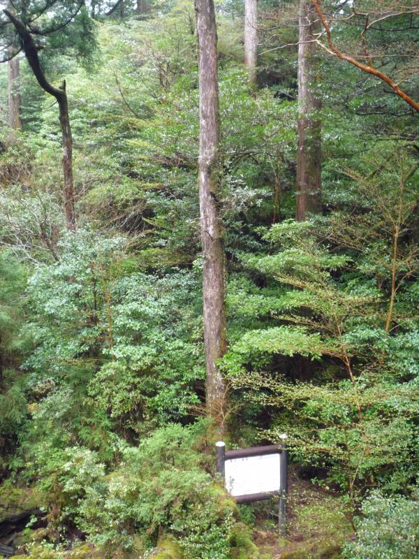 屋久杉ランドは様々な杉をたっぷり鑑賞できます。
