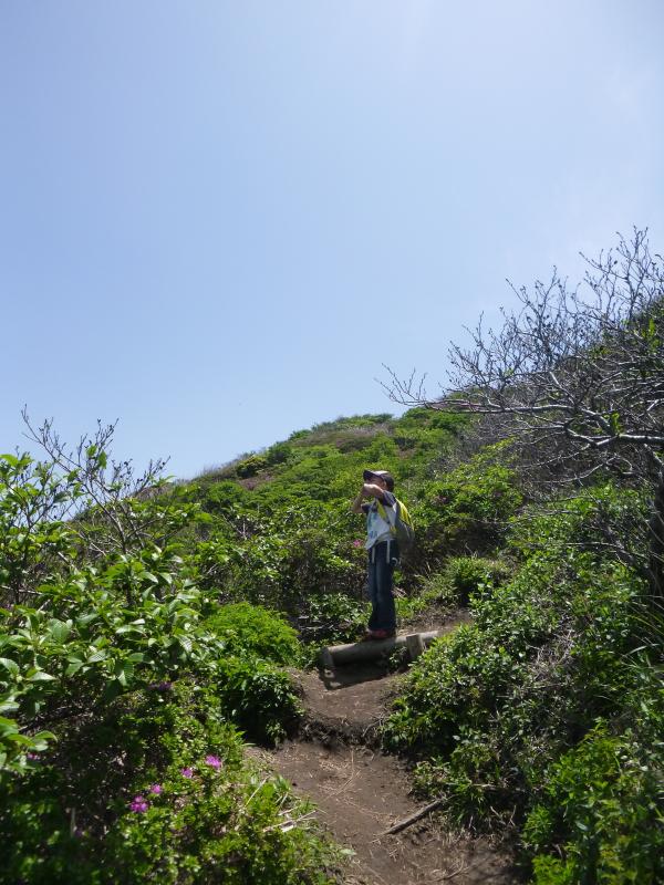 満開のミヤマキリシマ、親子登山に行ってきました！