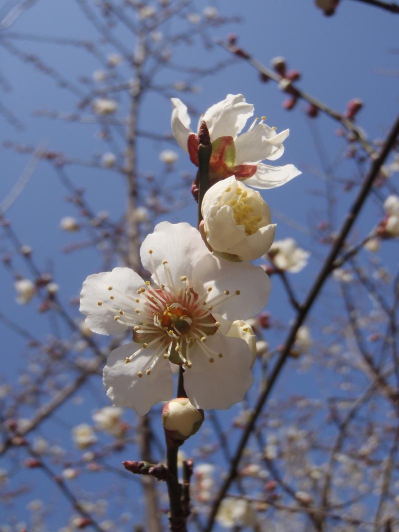 梅の花を求めて、生駒山むろいけ園地へ♪