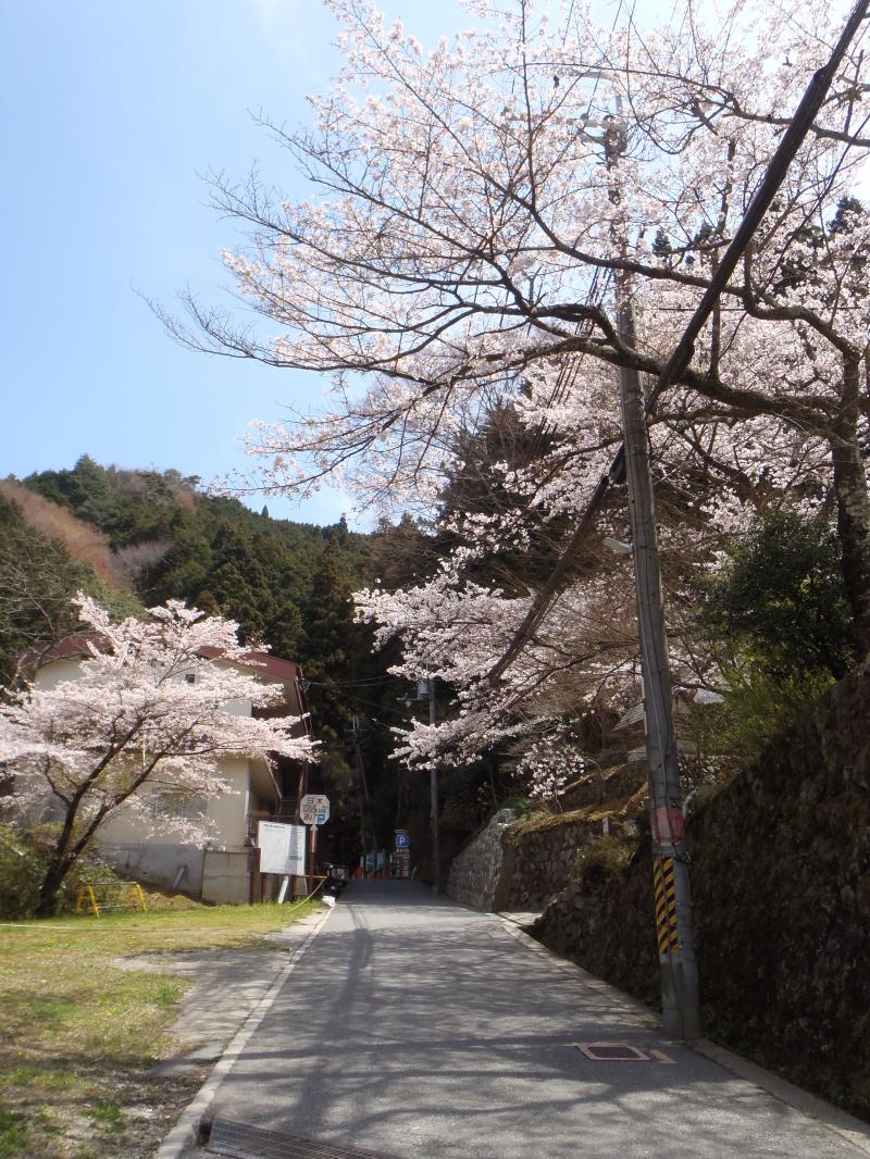桜・カタクリ☆春を探しに金剛山へ♪♪　