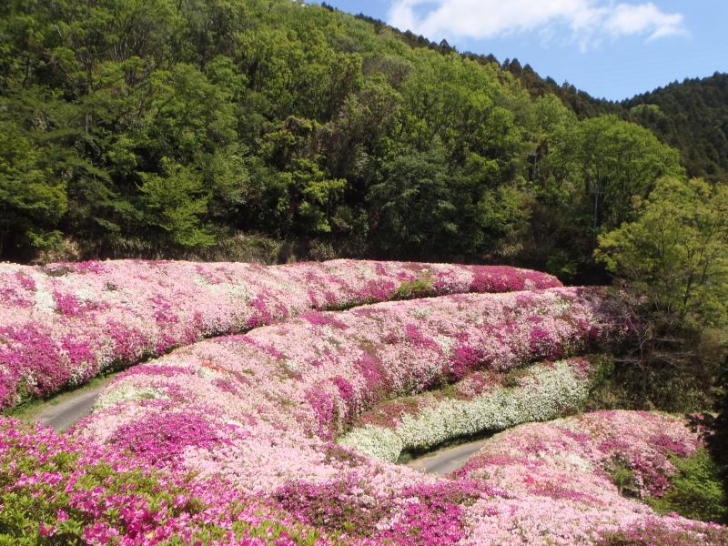 ピンクに満開☆絶景・生駒山のツツジ♪