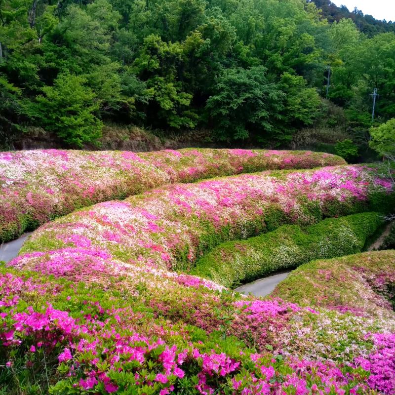 ピンクと白☆絶景・生駒山のツツジ♪