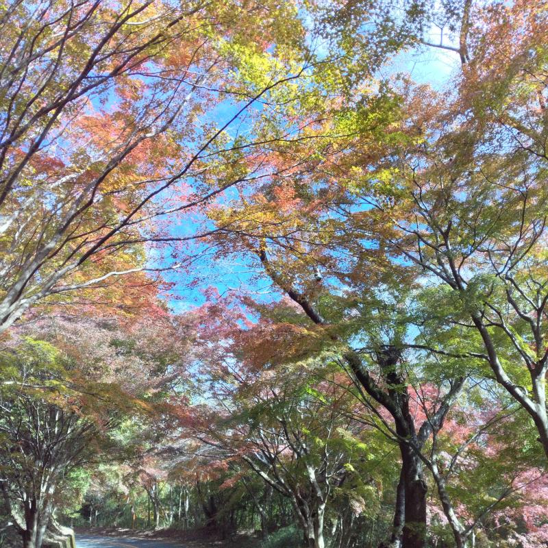 うわさの鳴川峠の紅葉を求めてin 生駒山